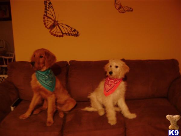 Goldendoodles Puppies